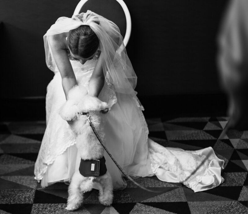 Bride in dress and veil  sits down to pet her small white dog at Sheraton Erie Bayfront Hotel wedding