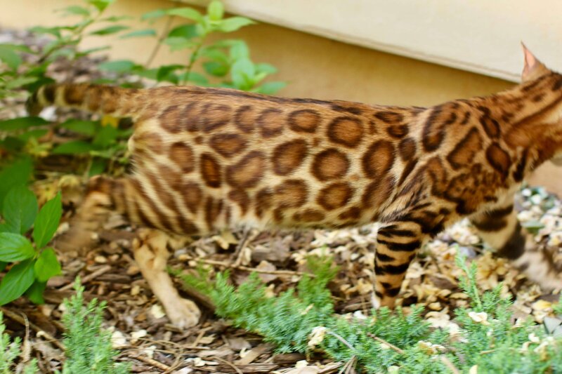 Kairo_Jakswild Bengals_4