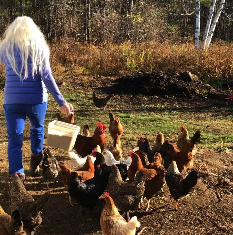 ShabdSangeet is followed by her flock of chickens at feeding time.