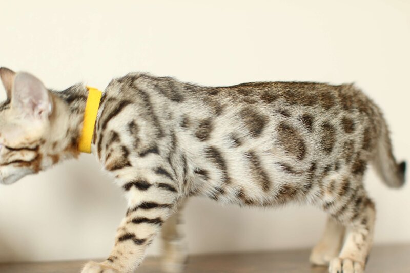 Jade x Taima_Yellow Boy_1