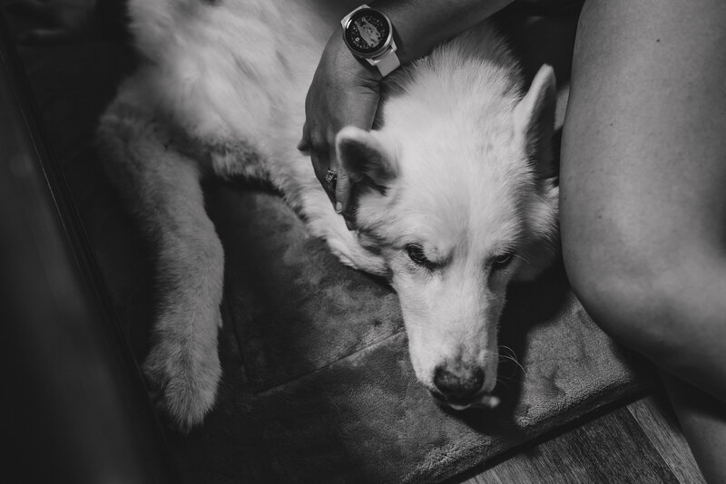 Indiana pet photography