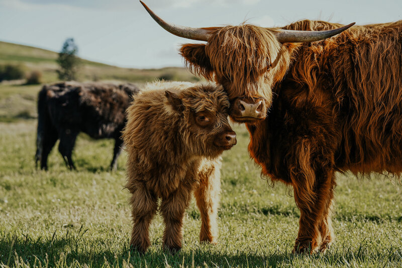 Miniature Highlands - Why and Why Not! — Koolah Creek Highland Cattle