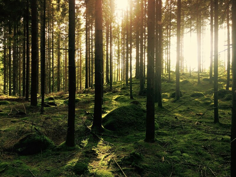 Sunshining through rows of trees in a forest with green ferns bedding on the ground