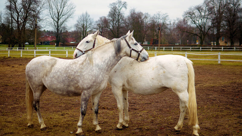 Horsemanship - práce s koňmi netradičně