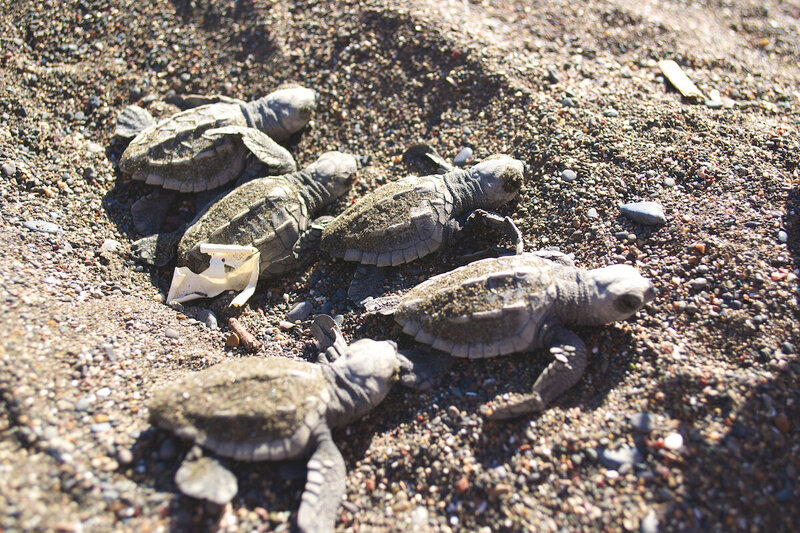 5 hatching turtles blue spirit costa rica