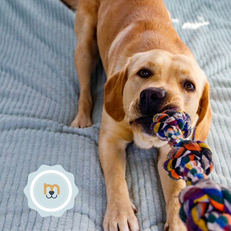 Fun pet branding