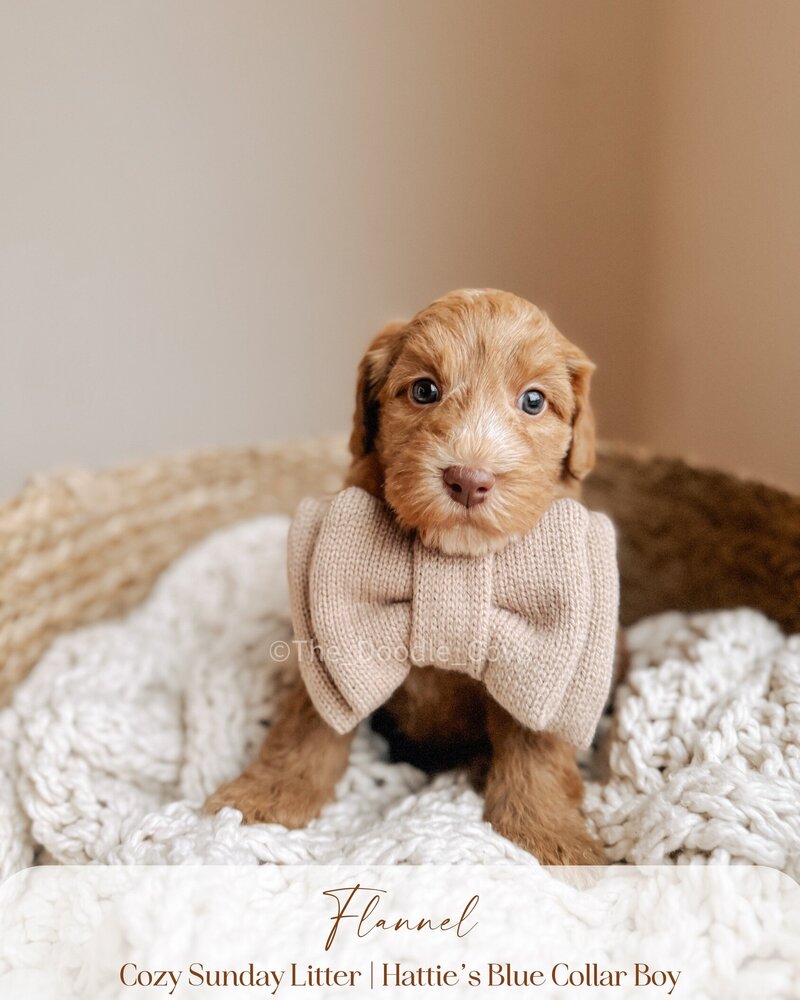 Cozy Sunday litter.zip - Pilsner