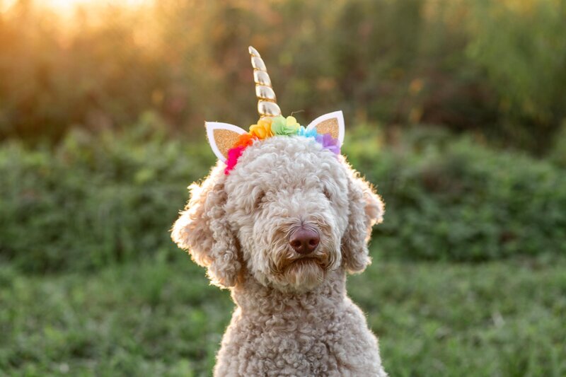 Goldendoodle in unicorn costume