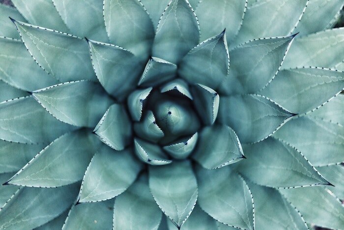 Flourish with hypnotherapy on a deep level