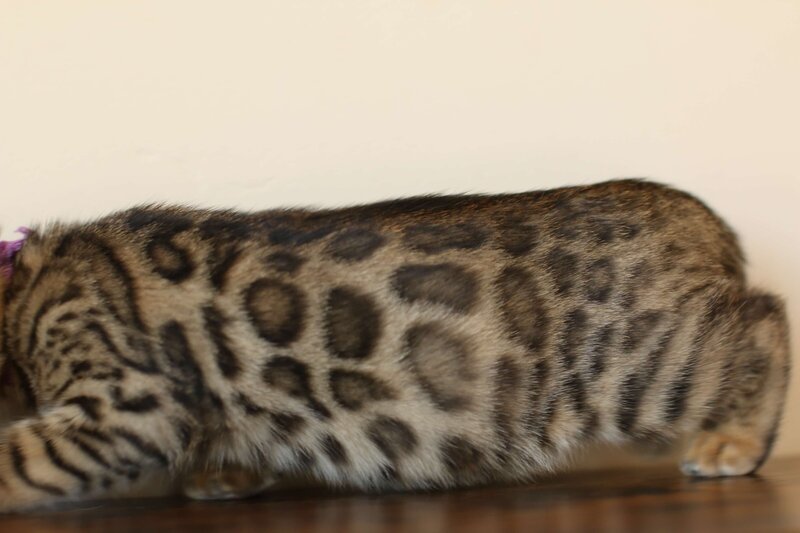 Diva x Bronco_Purple_1