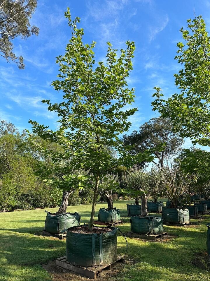 The London Plane is a majestic deciduous  tree known for its resilience and striking appearance, making it an ideal choice for urban and suburban landscapes. Its distinctive bark peels away in patches to reveal a creamy white interior, creating a beautiful mottled effect. The large, lobed leaves turn a crisp golden color in autumn, offering seasonal interest and shade.