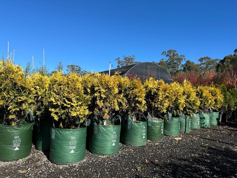 Thuja occidentalis 'Europe Gold' - Europe Gold | Mature Hedging & Screens Sydney