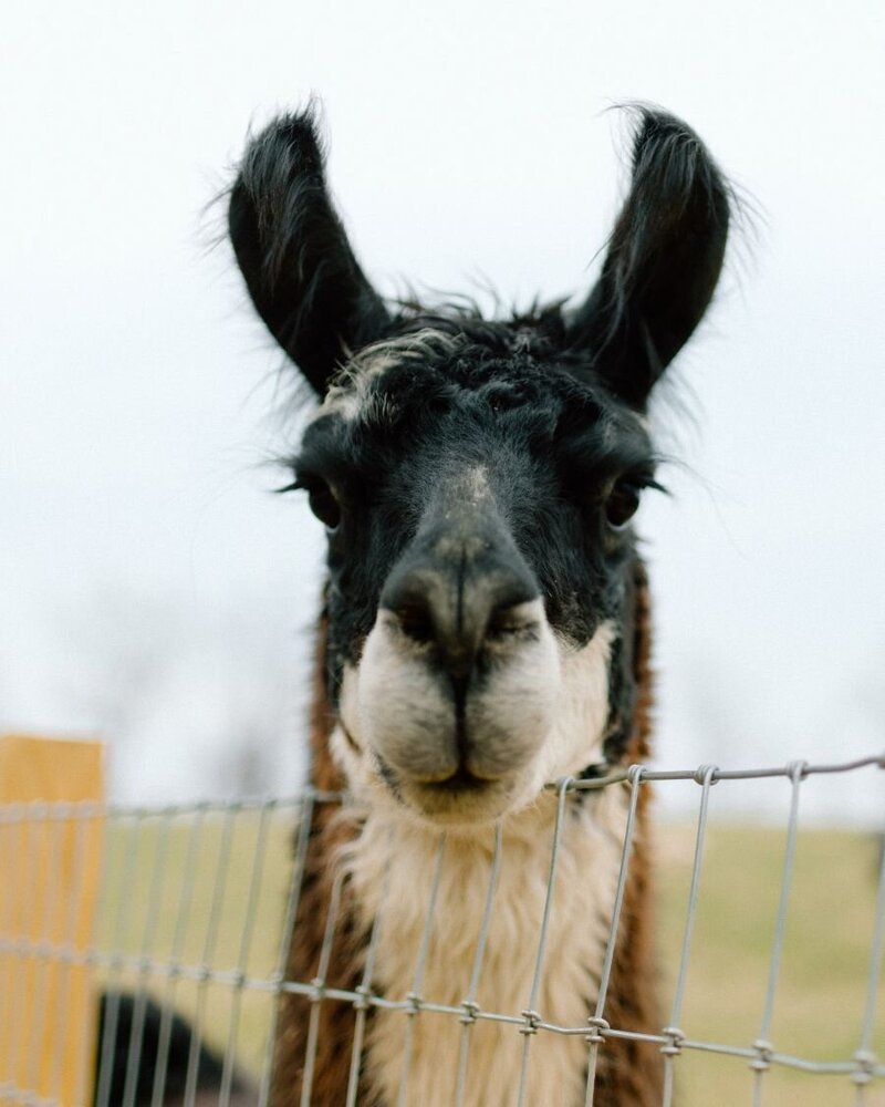 heartbreaker llama