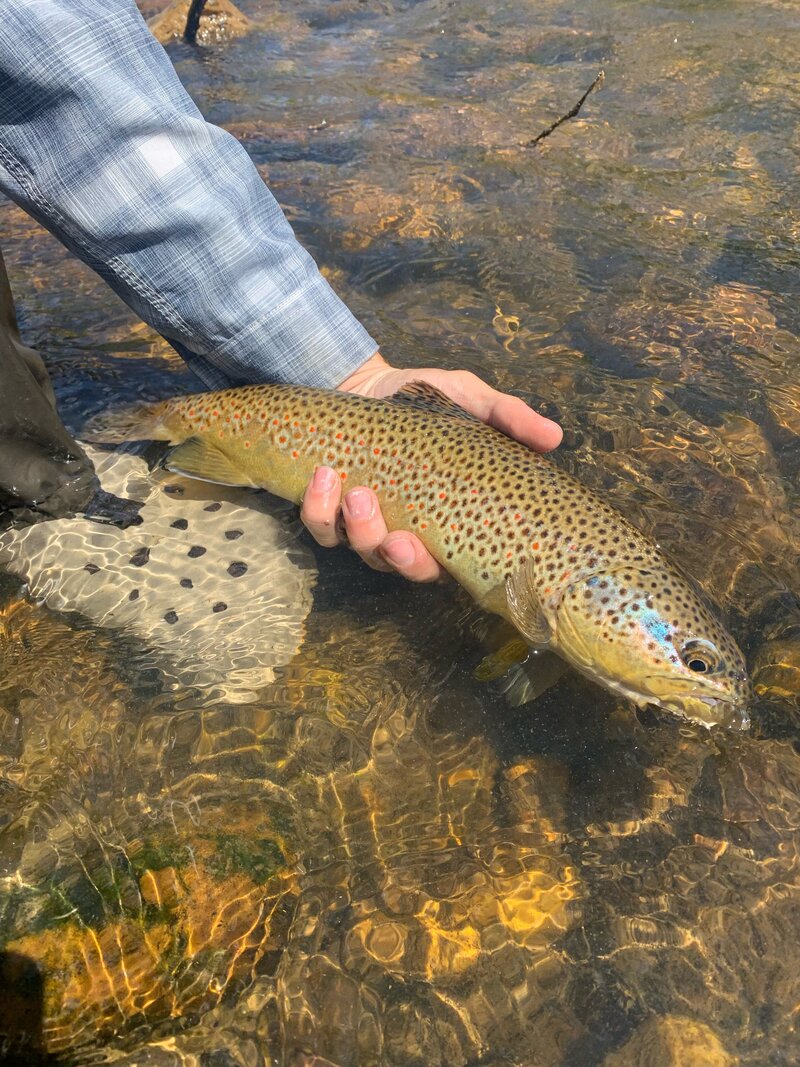 Guided fly fishing trips for the Toccoa River