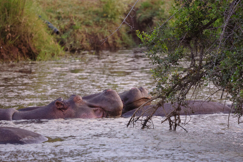 safariedited-359