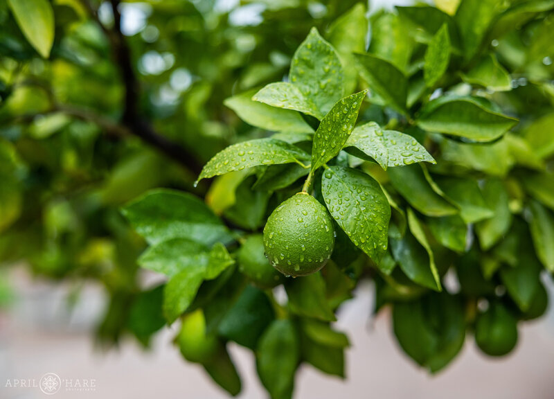 Lime tree t the Orangery Wedding Venue at Denver Botanic Gardens