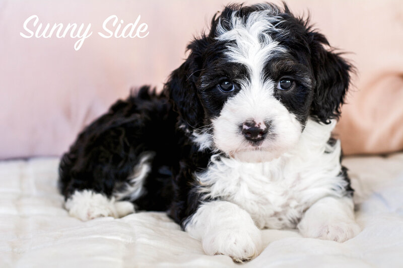 Mini and micro Sheepadoodle Puppies