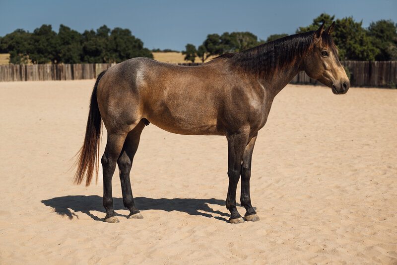 Equestrian photography houston