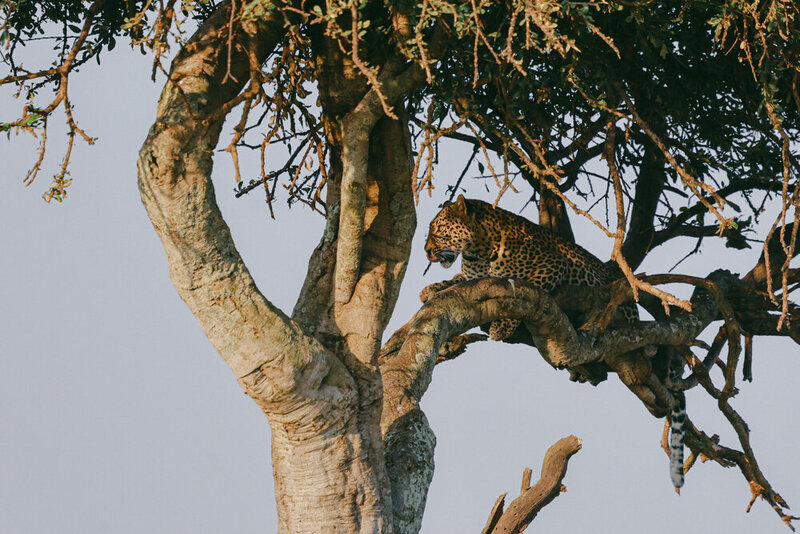 safariedited-231