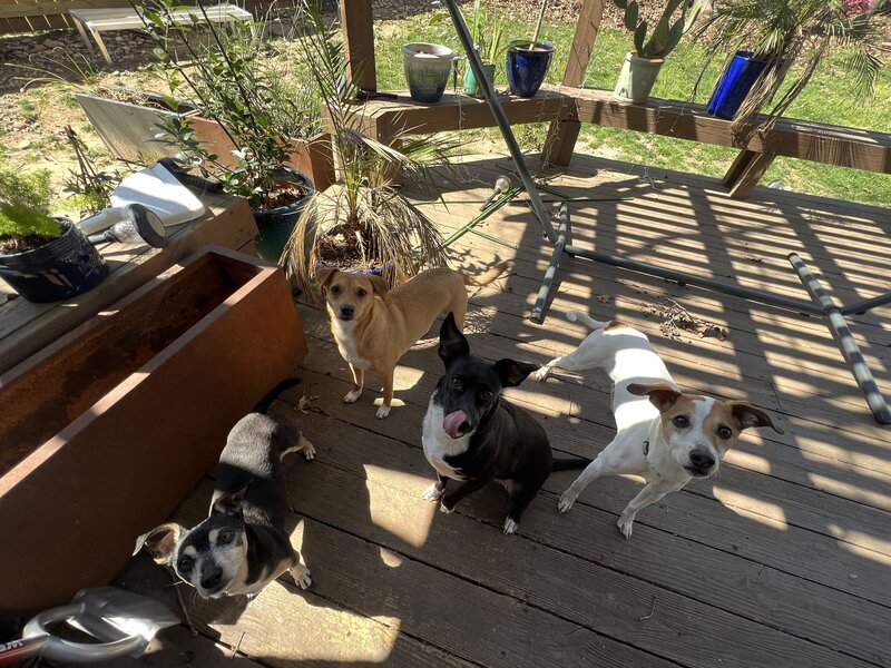 Pup friends