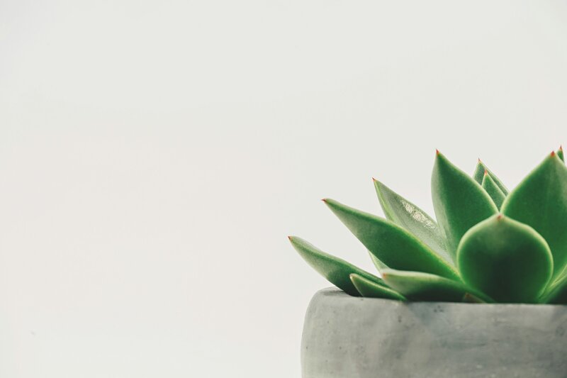 scott-webb-hDyO6rr3kqk-unsplash (1)