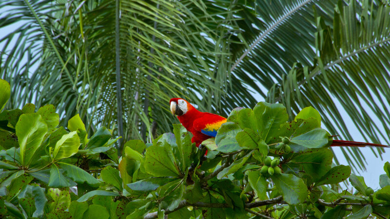 Rainbow macaw in palm tree at beachfront costa rica yoga resort 