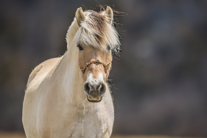 Equestrian-401