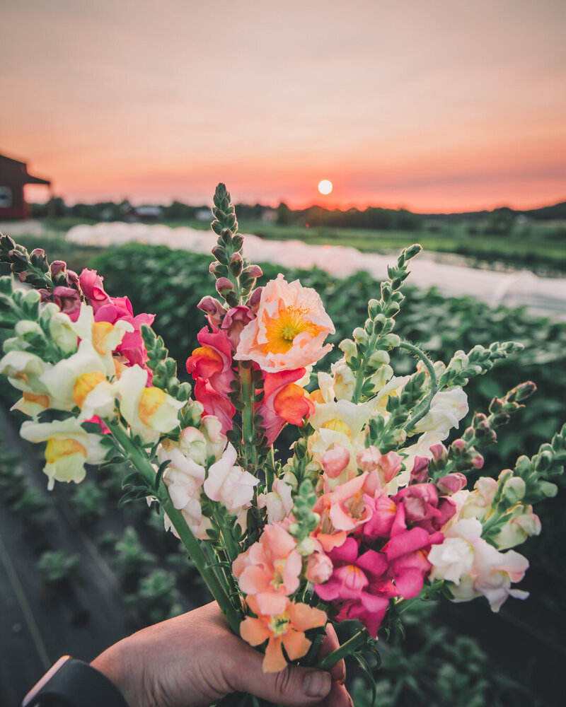 sunset-bouquet-snapdragons-poppy-petal-back-farm