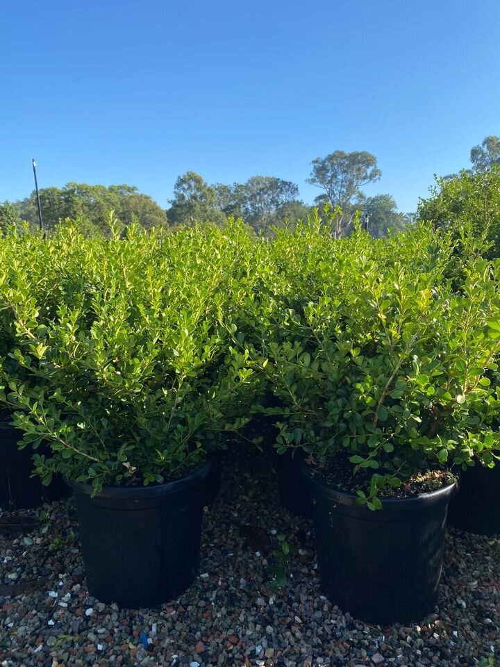 Japanese Buxus - Buxus Microphylla - Mature Hedging Plants & Screens Sydney