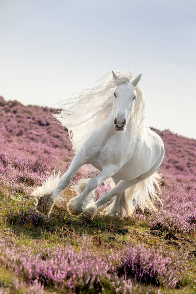 Witte schimmel in actie tussen de paarse bloesem