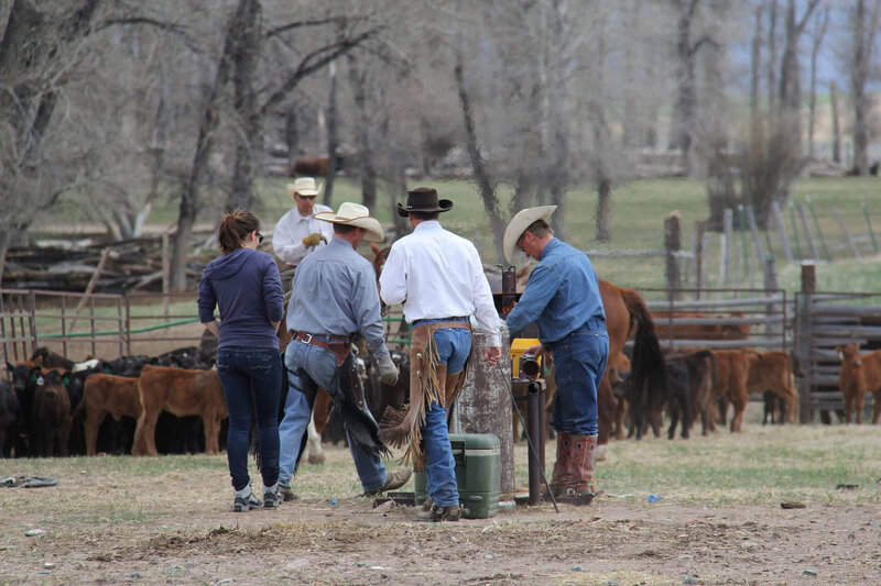 Ranch cowboys at branding