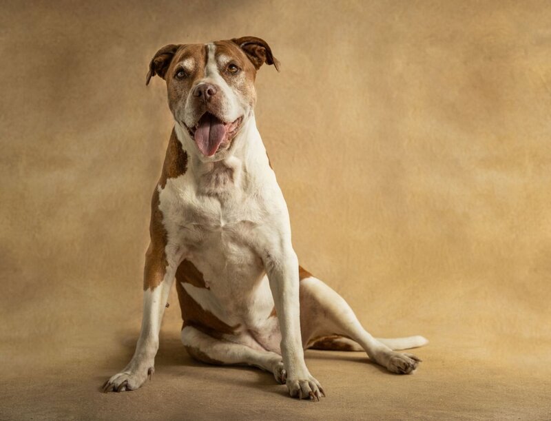 lilla-bordas-portraits-tampa-DOG-photographer1342_2