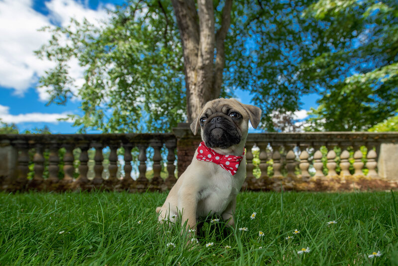 puppy in bow tie