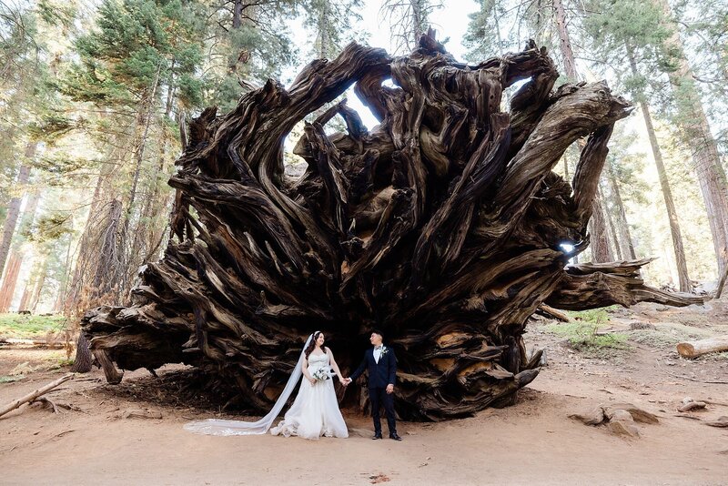 A bride and groom hold hands in front of Buttress tree in Sequoia National Park.