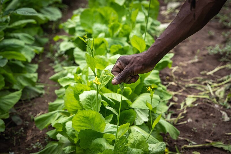 Farmer in Hartford, CT tends to a crop to prepare for Mercado Popular