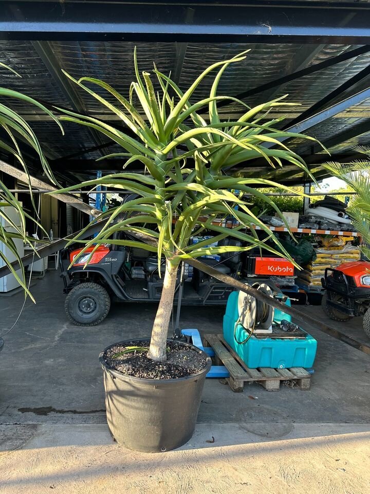 ALOIDENDRON BARBERAE - Aloe Barberae - Exotic Plants and Trees - Go Green Nurseries