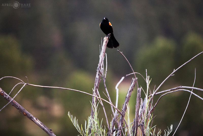 Beautiful wild black bird at the boardwalk at Evergreen Lake House