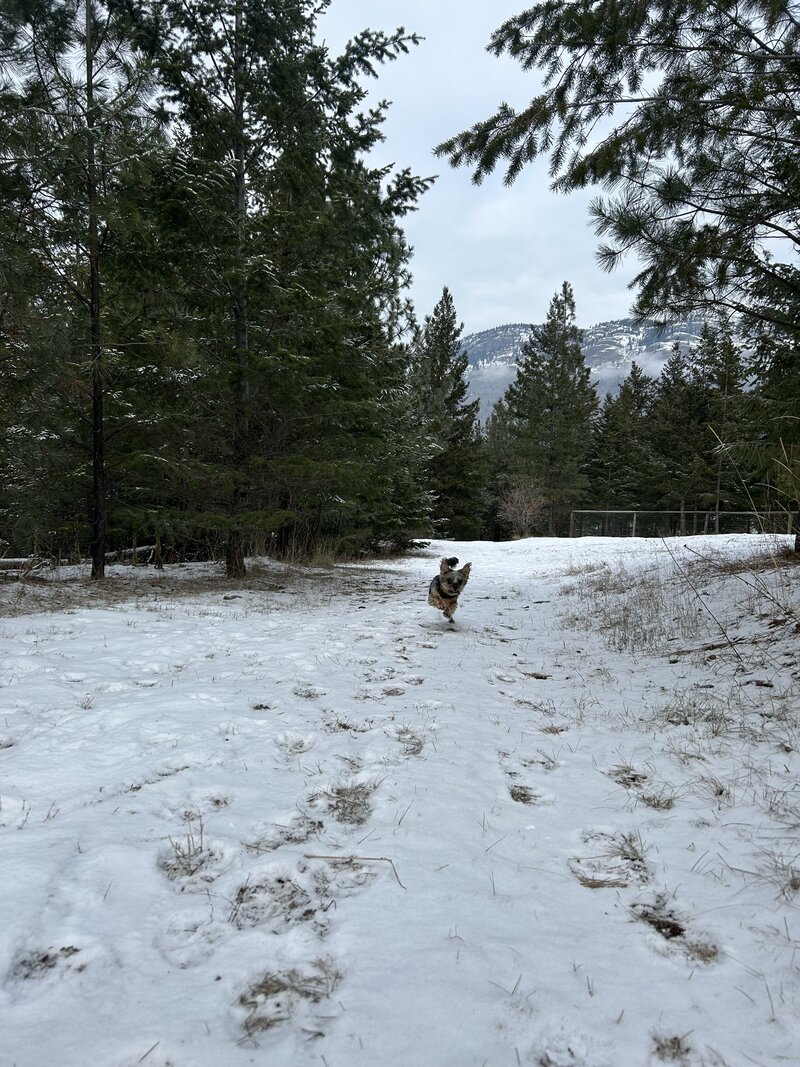 Private kennels for a peaceful and stress-free dog boarding experience.