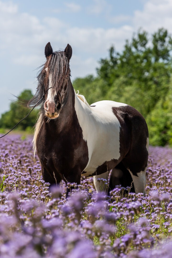 stilstaand paard in de bloesem met colorful horse preset
