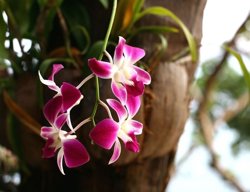Pink orchid flowers in full bloom