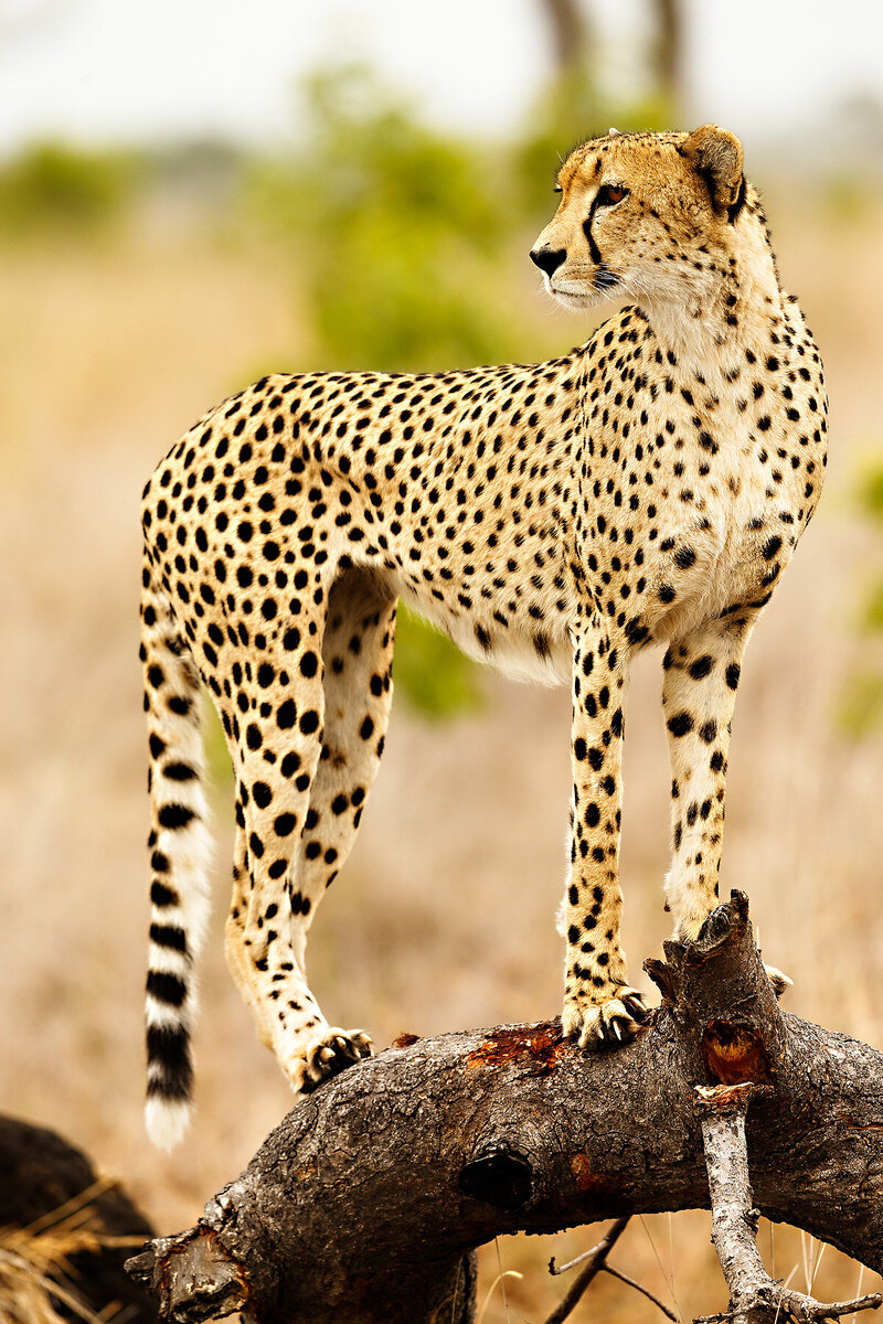 Cheetah photo in Kruger National Park, South Africa