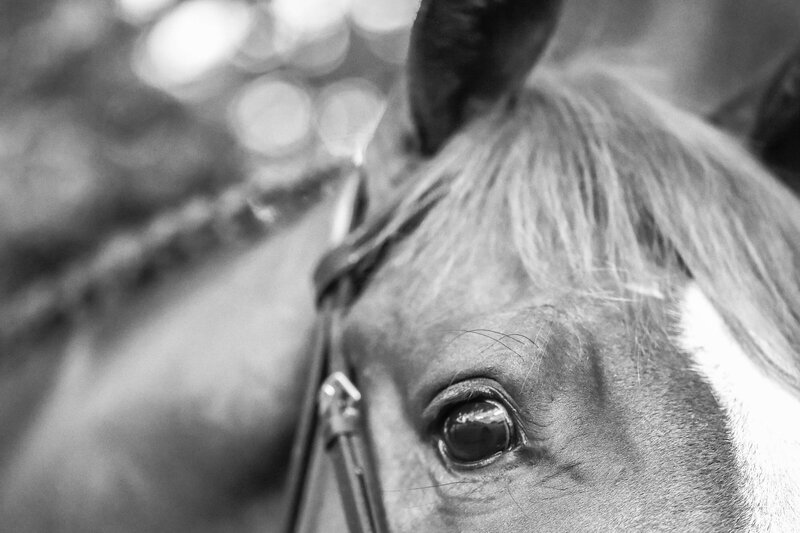 jacksonville florida equine photography of a black and white photo of a horse's eye and ear