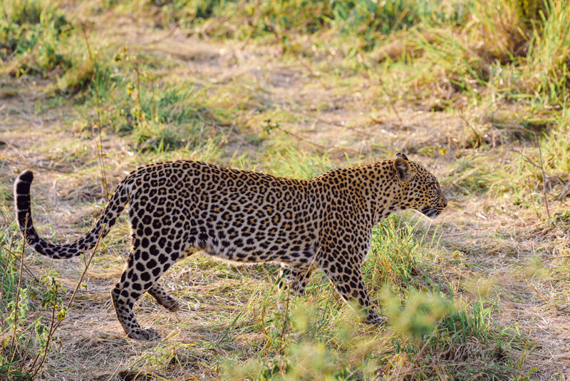 safariedited-235