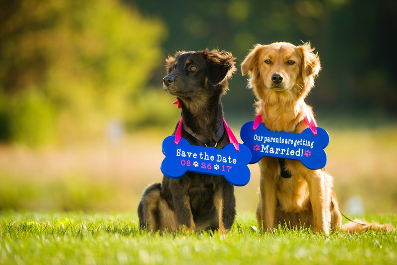 Two adorable dogs wearing custom “Save the Date” signs during their owners’ joyful engagement photography session.