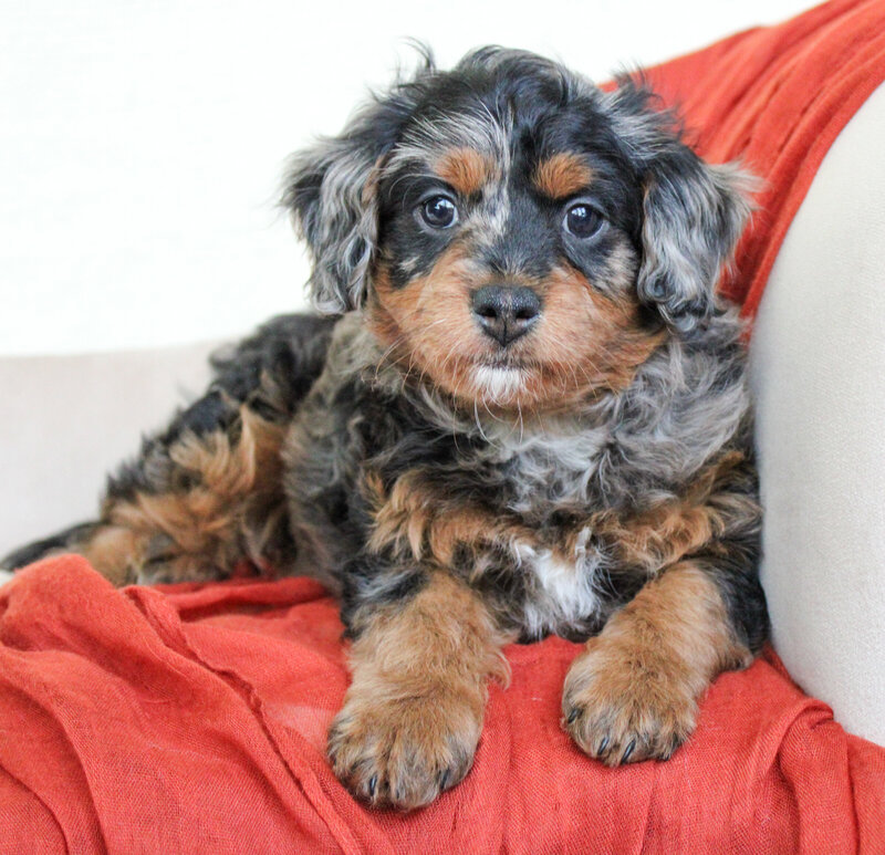 Tiny Maltipoo Puppy in arms