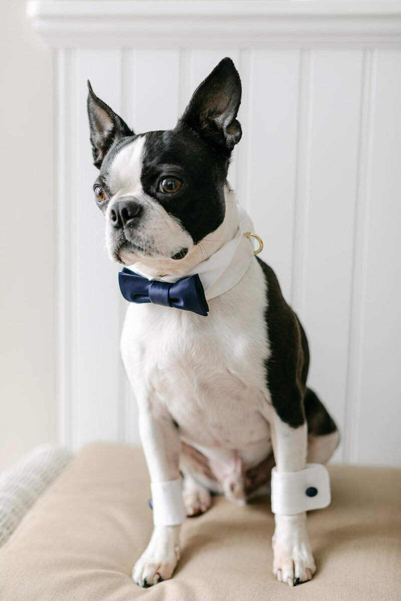 dog-wearing-bowtie-wedding