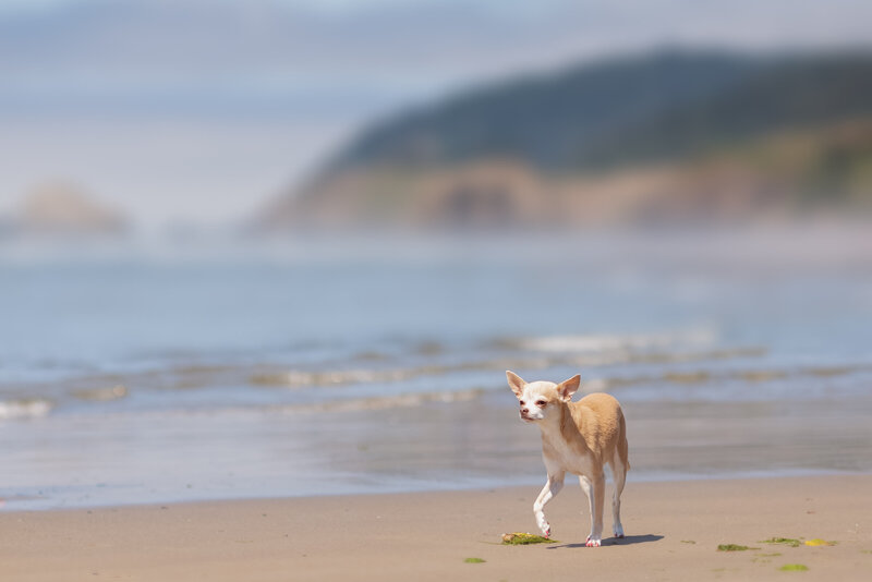 dog by the oceanside