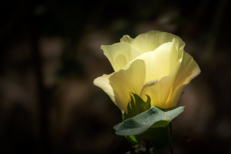 Cotton-Bloom