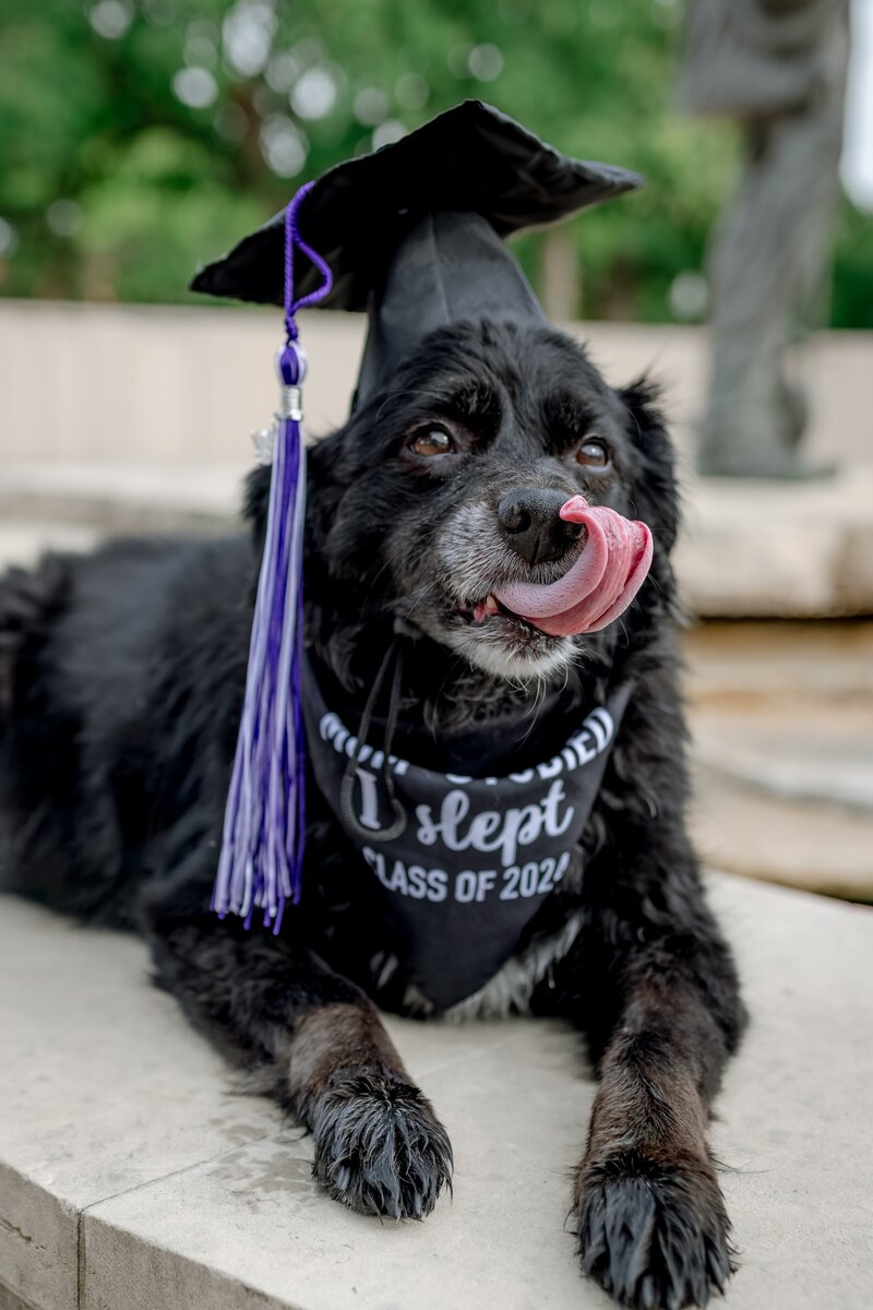 Austin-San Antonio Graduate Photographer - dog-cap