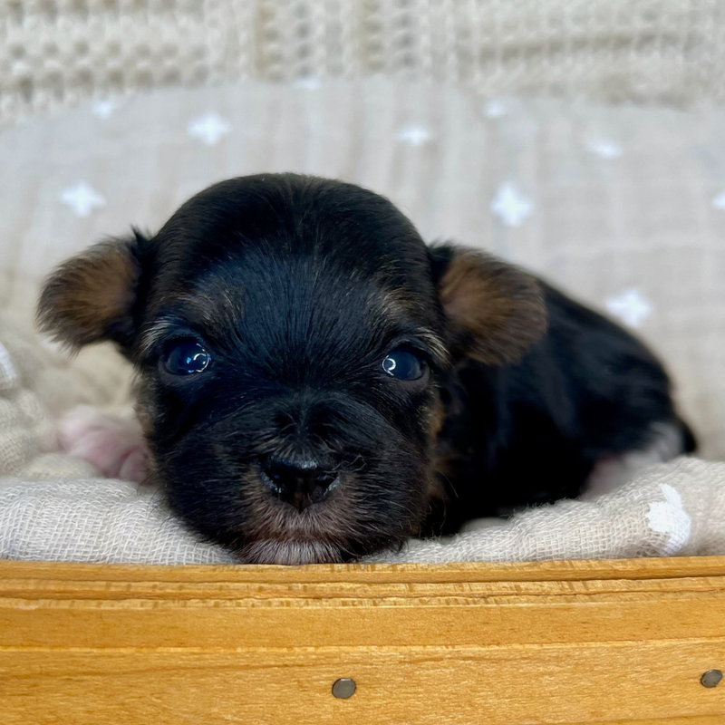 A multi-colored Yorkie puppy sitting down on a blanket staring at you